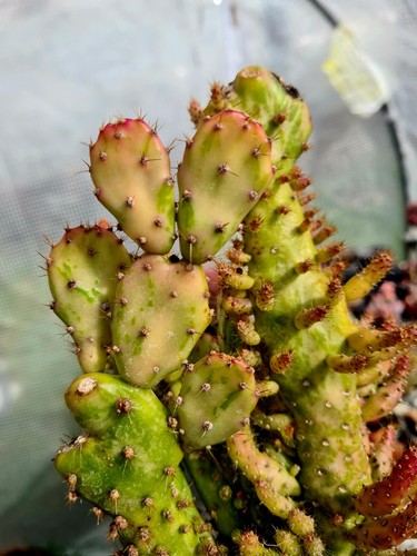 Opuntia monacantha variegated - opuntia,
