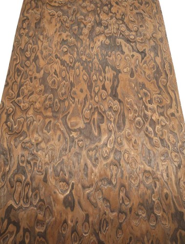 Claro walnut root - walnut,