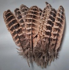 20 Hen Pheasant wing quills