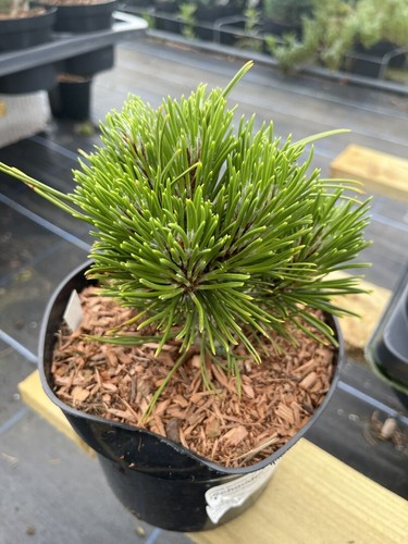 Bosnian pine schmidtii - bosnian,