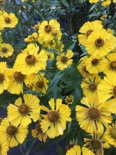 YELLOW HELENIUM SOMBRERO PERENNIAL FLOWER SEEDS COTTAGE GARDEN FAVOURITE 