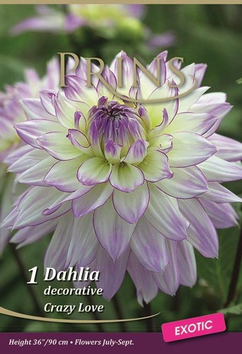 Dahlia crazy love wpc prins - wpc.,