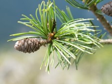 Chinese White Pine Seeds |