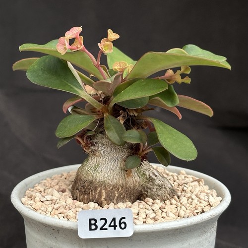 Euphorbia ramena rare caudex - ramena,