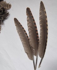 20 Woodcock feathers. A