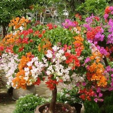 1Pack Home Garden Potted