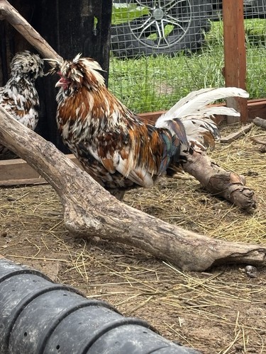 Tolbunt polish chicken - polish,