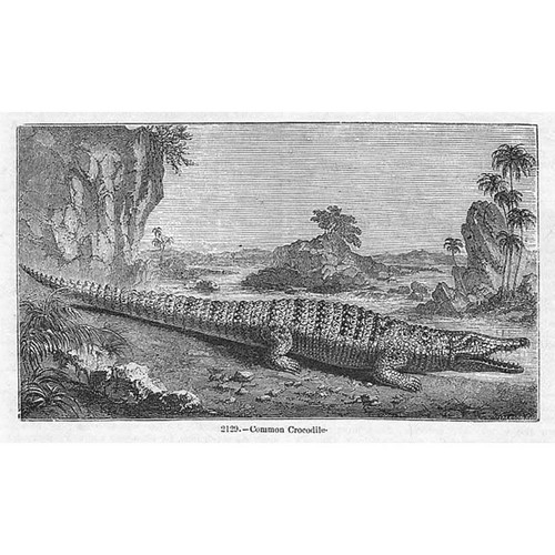 Common crocodile antique - common,