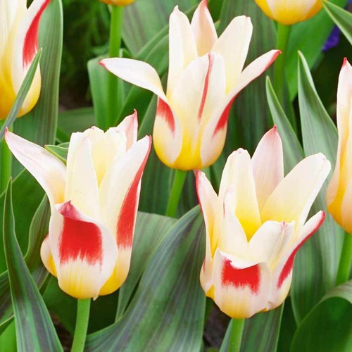 Dwarf tulips johann - tulips,