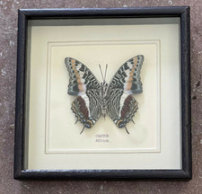 Real Castor Butterfly Hand Set