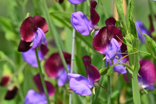 Sweet pea grandiflora matucana - sweet,
