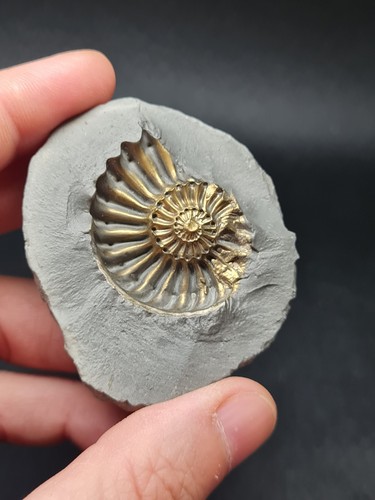 Pyritized pleuroceras ammonite - pyritized,