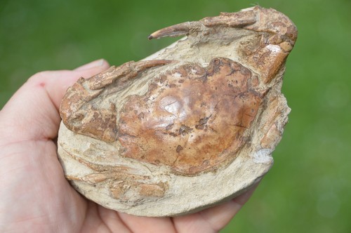 Lovely rare fossil crab from - ,