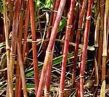 Red Bamboo Fargesia scabrida