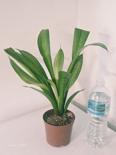 Sansevieria moonshine snake - sansevieria,