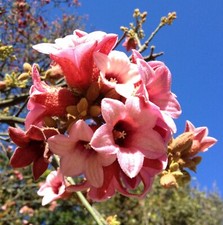 BRACHYCHITON DISCOLOR - 5 x