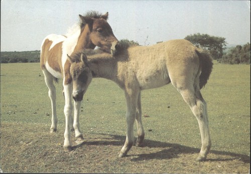 Vintage dartmoor ponies - vintage,