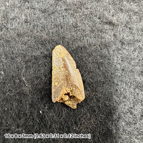 Genuine raptor dinosaur tooth