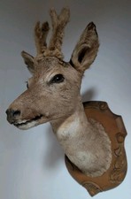 TAXIDERMY ROE DEER MOUNTED