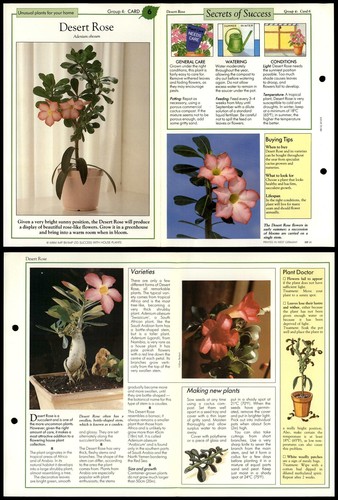 Desert rose unusual success - desert, #6