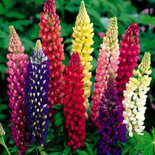  Lupin Lupinus polyphyllus