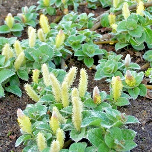 Salix nakurayama yezoalpina - salix,