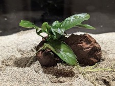 Anubias nana lava rock - anubias, on