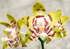 Phalaenopsis amboinensis