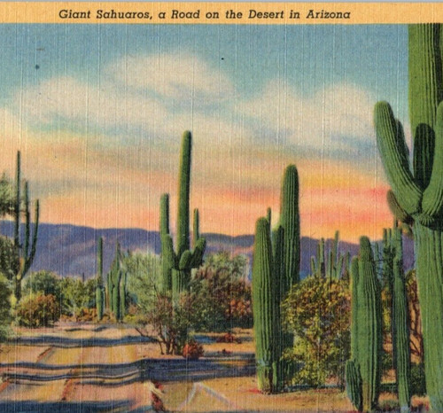 Giant sahuaro cactus postcard - giant,