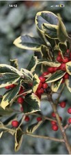 Ilex Golden King Holly Shrub