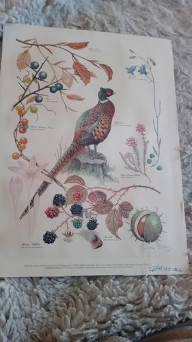 Vintage prints by - 2,