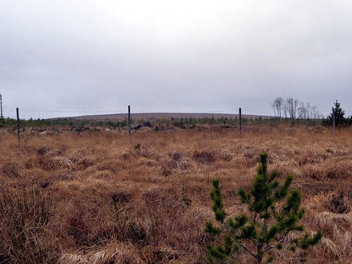 Photo 6x4 deer fence and - deer,