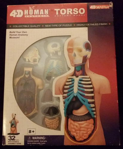 Master human anatomy - anatomy, model