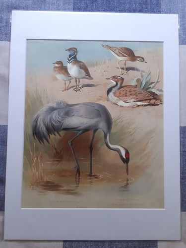 Antique print bustards - print:, bustards,