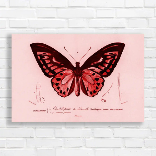 Ornithoptera darville - ornithoptera,