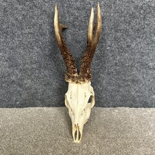 Roe Deer Buck Skull Antlers