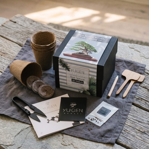 Blue spruce bonsai growing kit - blue,