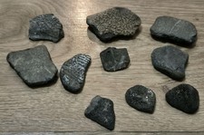 10 x Turtle Shell Fossil Beach
