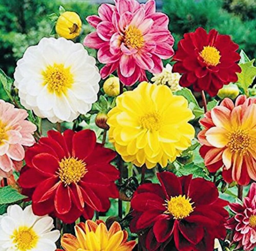 120 dahlia unwins - 120+, ‘unwins
