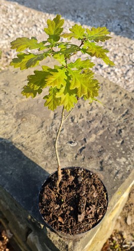 English oak tree sapling - tree, sapling.