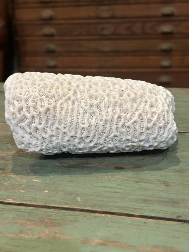 Large natural white ivory - large,