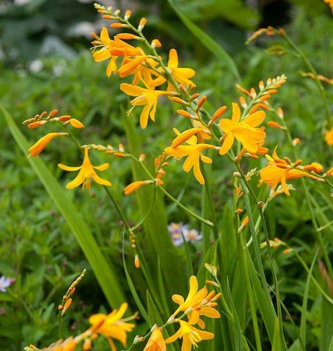 Crocosmia amber glow - crocosmia, 'amber