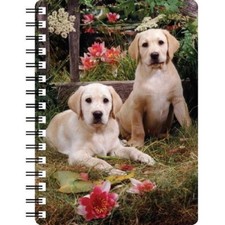 Golden Labrador Puppy