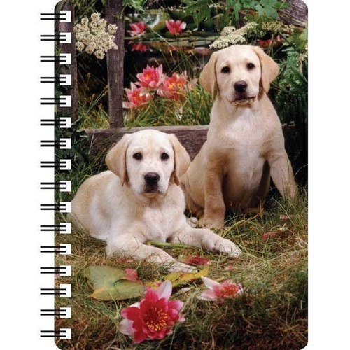 Golden labrador puppy - golden,