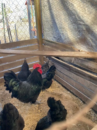 Black jersey giant chick - 12,