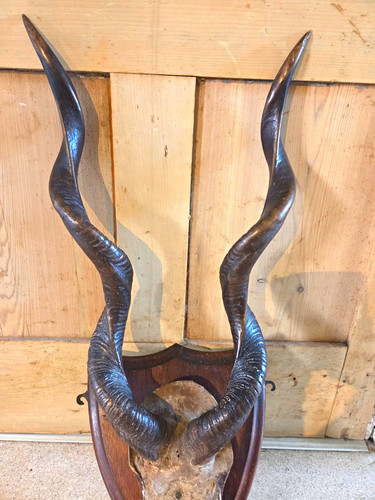 Rare vintage lesser kudu - rare, horns