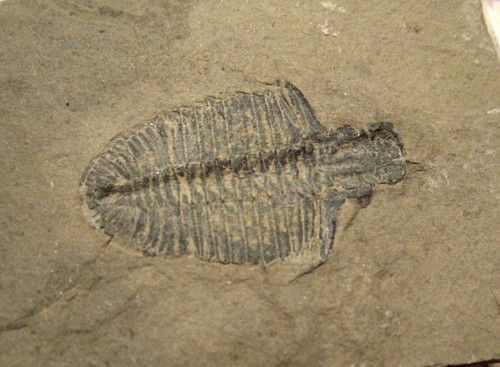 Cambrian fossil trilobite