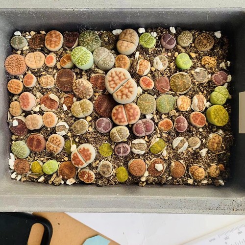 Wholesale pot 5cm - , mix
