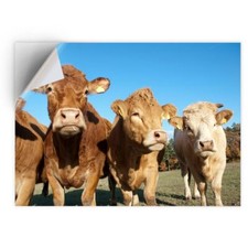 1 x Vinyl Sticker A5 - Brown Cows Dairy Cattle Cow  #14138