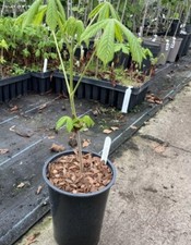 Horse Chestnut Tree Sapling